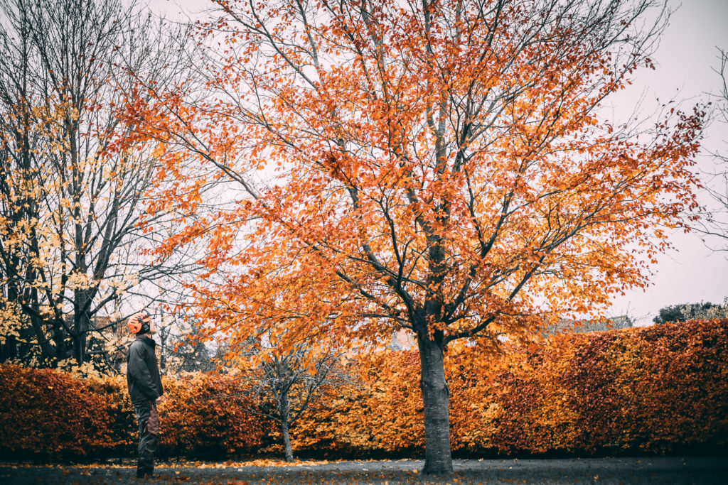 An arborist assessing how to reduce and reshape a tree