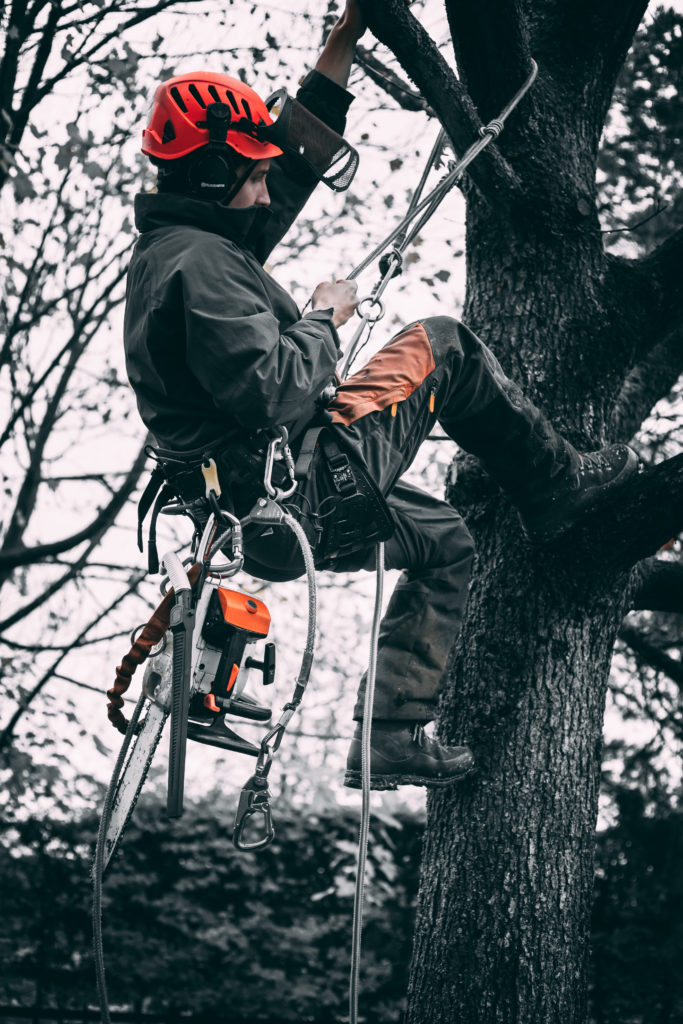 Close-up of an arborist climbing in a tree