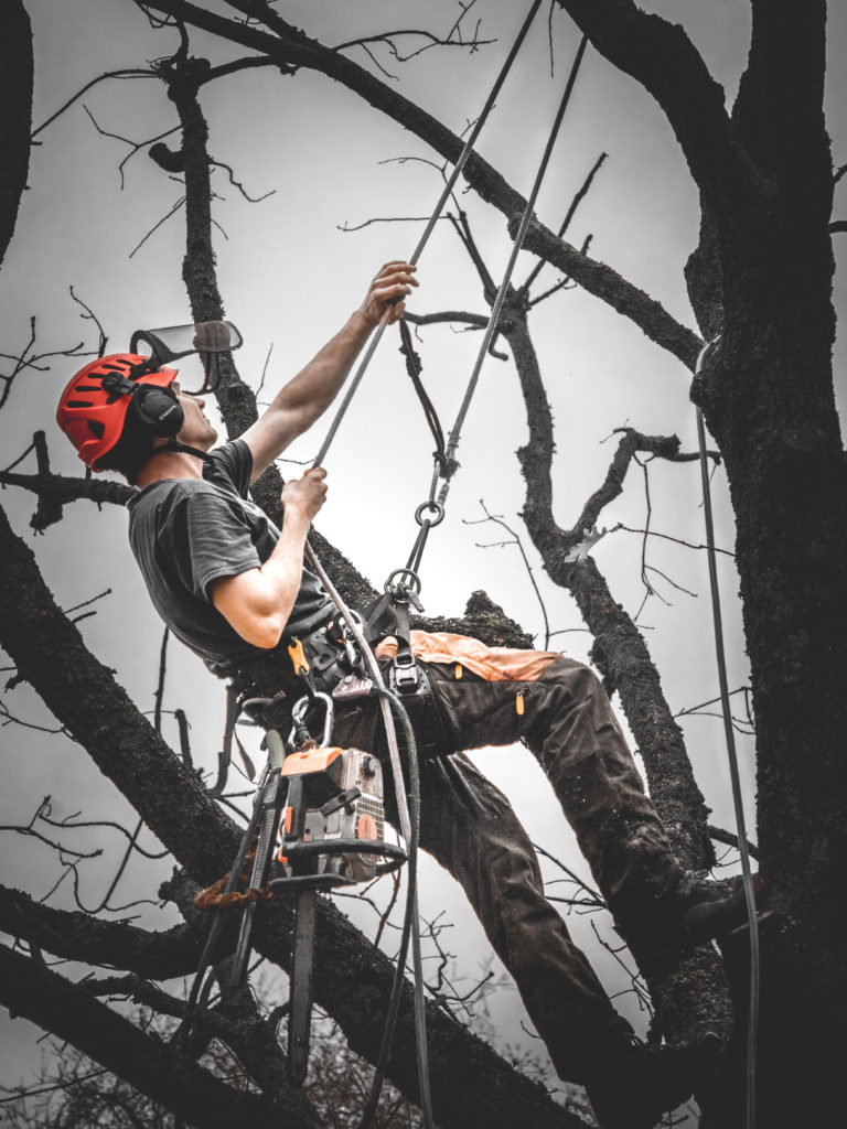 Close-up of an arborist climbing in a tree