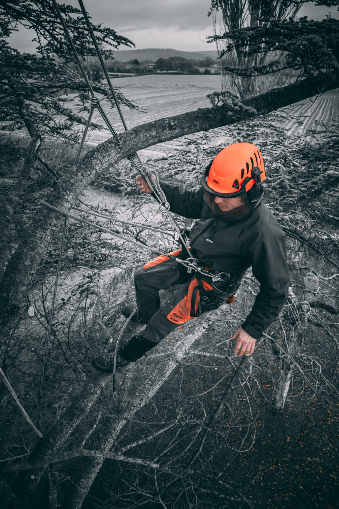 Close-up of an arborist climbing in a tree