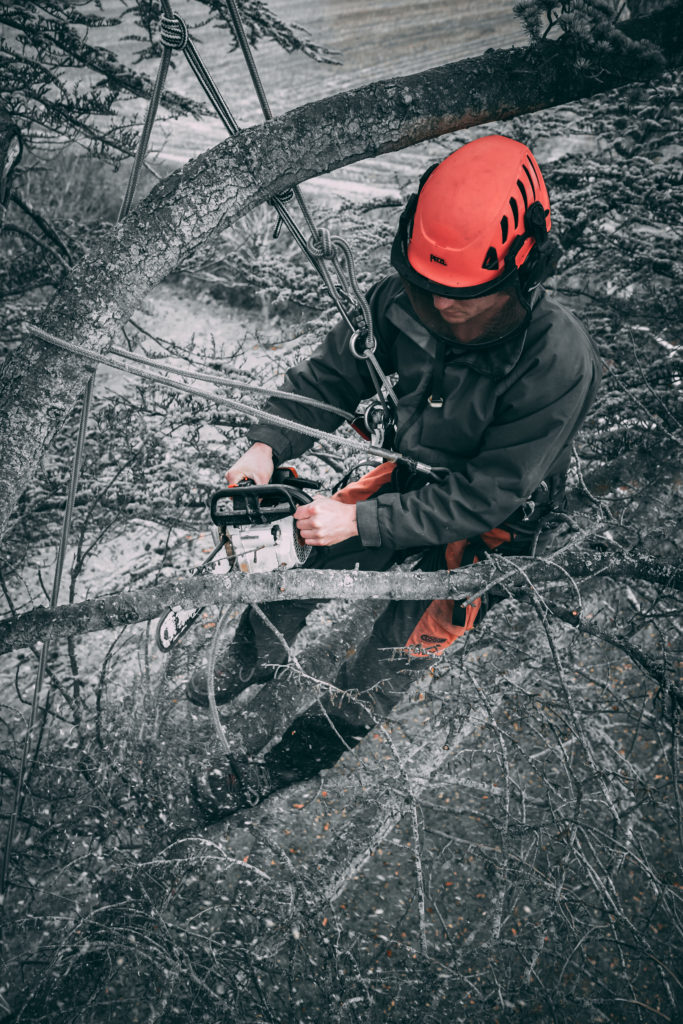A close-up of an arborist trimming a tree