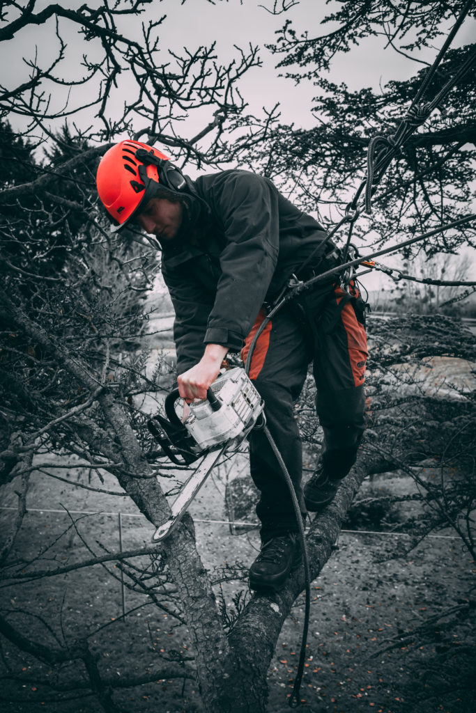 Close-up of an arborist cutting back a tree