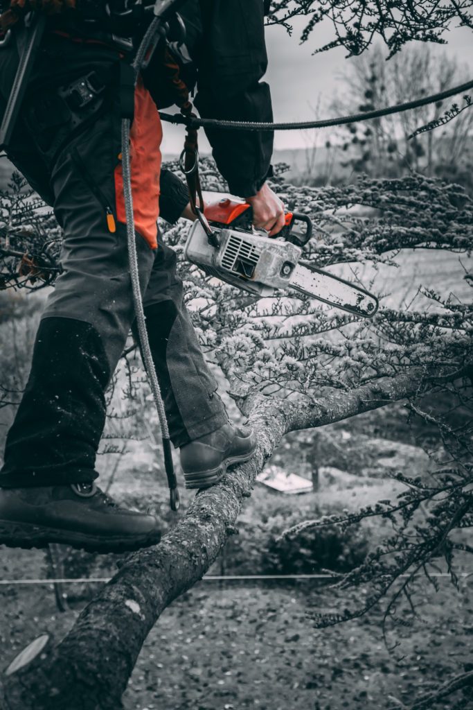 Close-up of an arborist climbing in a tree