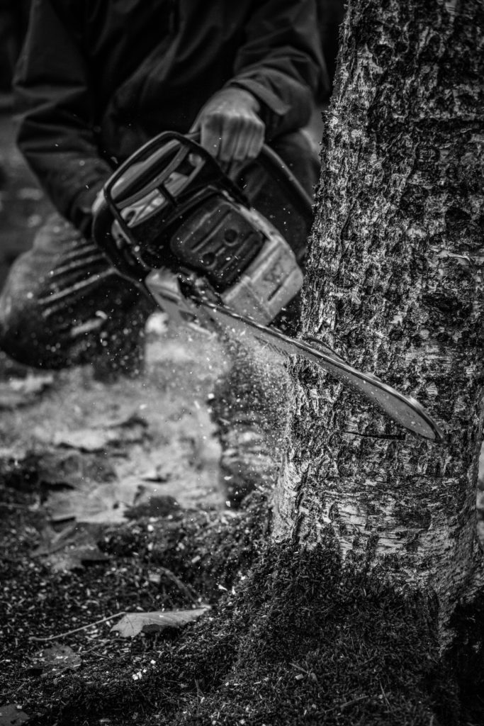 Close-up of a tree being felled