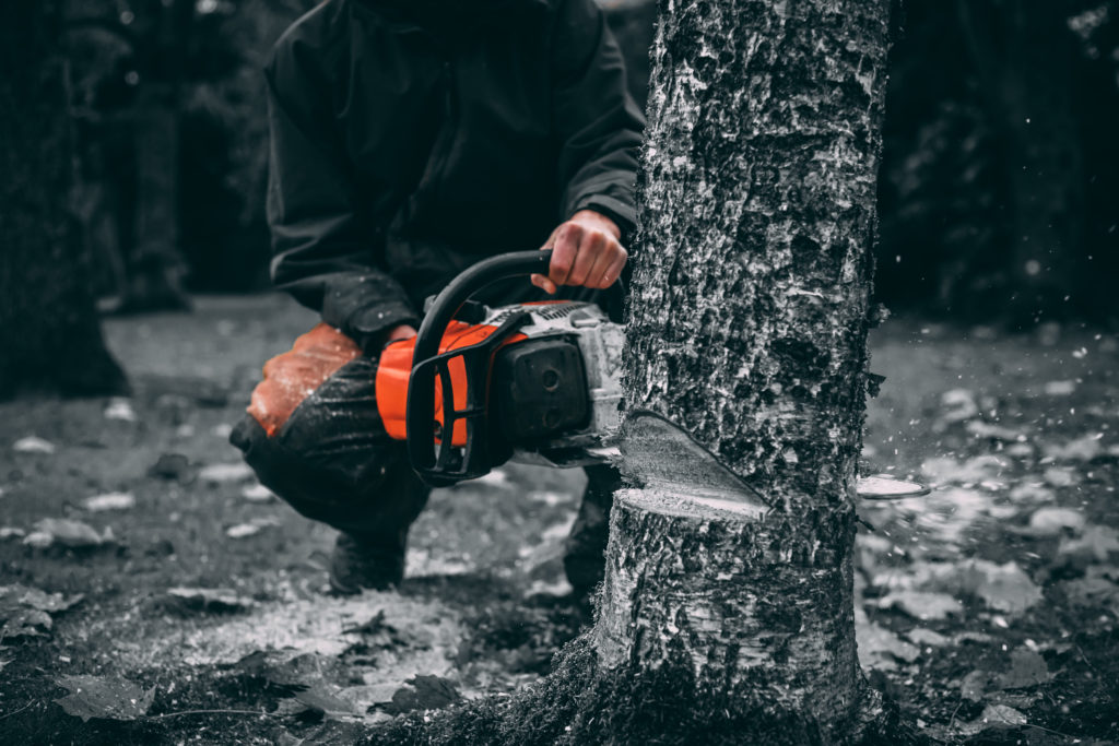 Close-up of a tree being felled