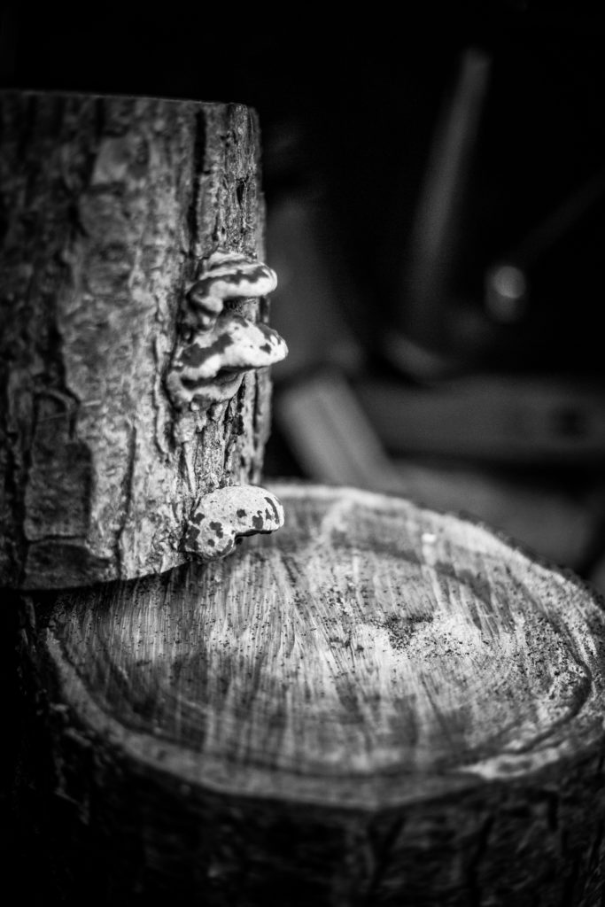 Close-up of a tree stump