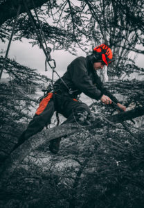 An arborist trimming a tree