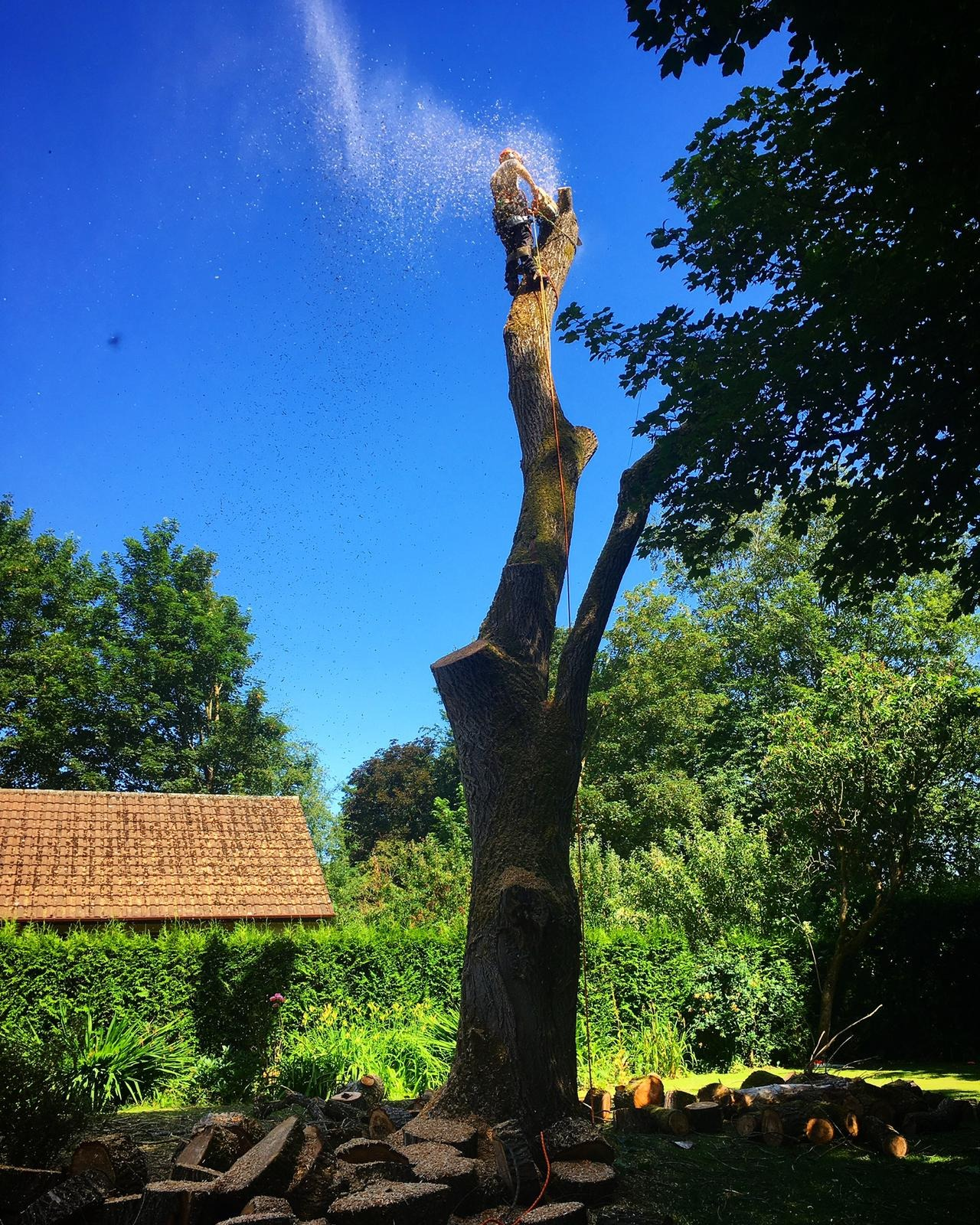 Arborist dismantling Willow tree trunk