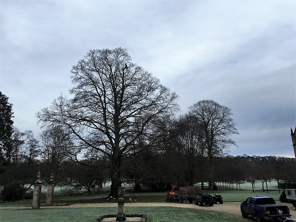 Large Beachtree during reduction